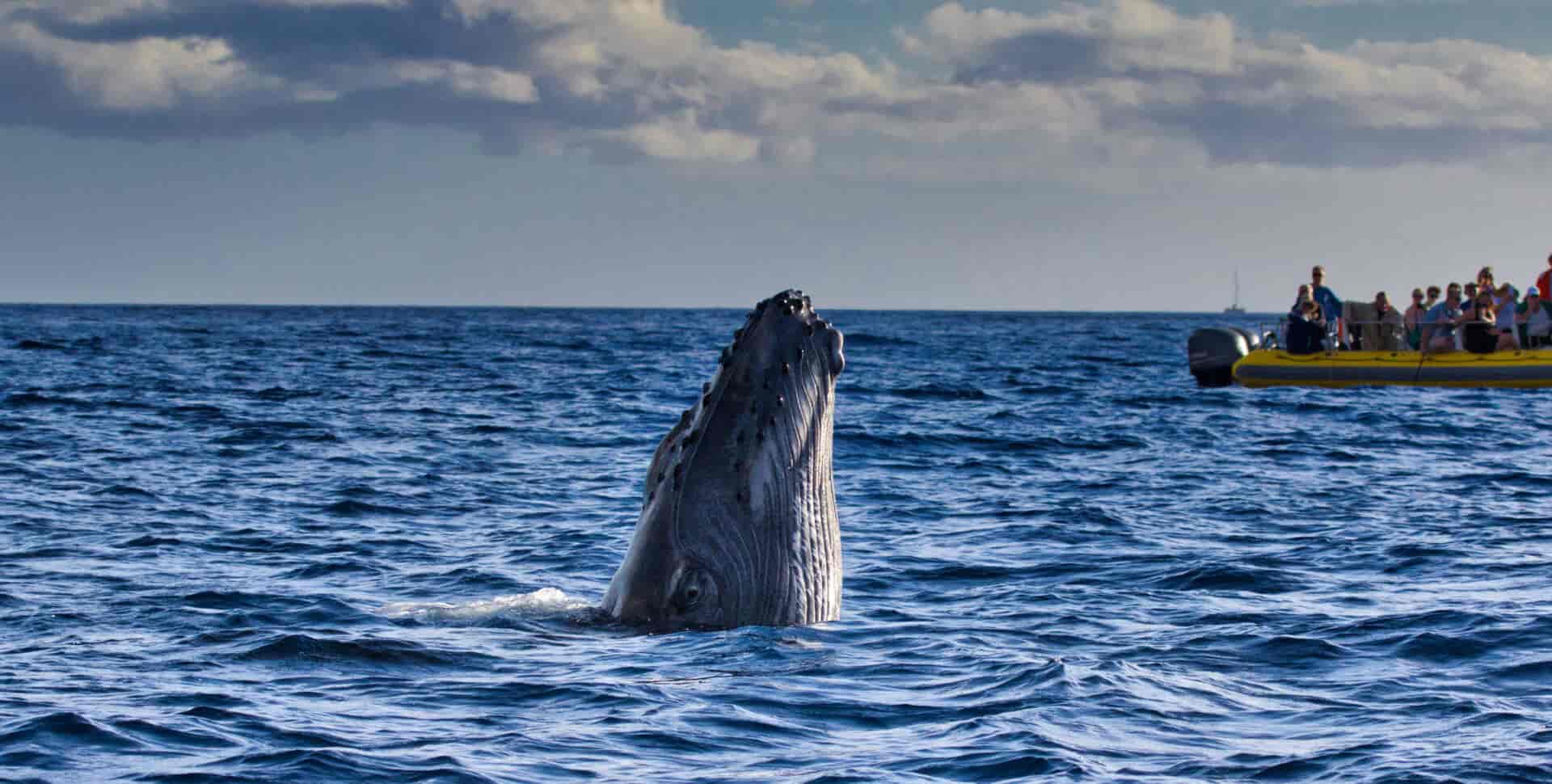 maui whale watching tours