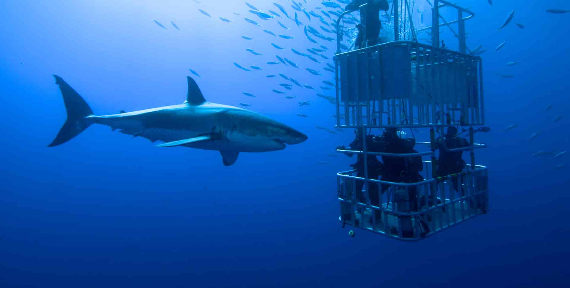 shark encounters oahu