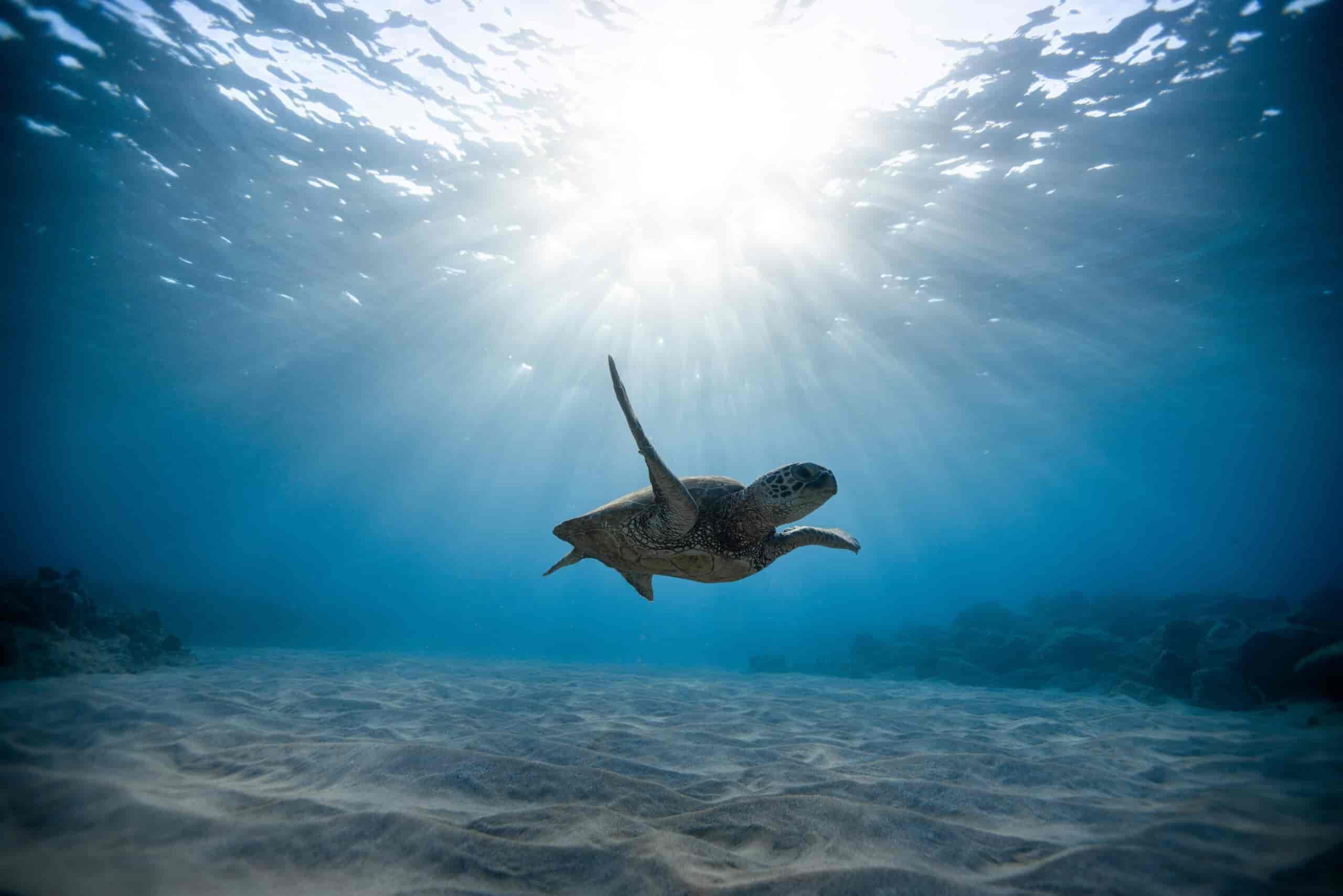 Meet a Sea Turtle