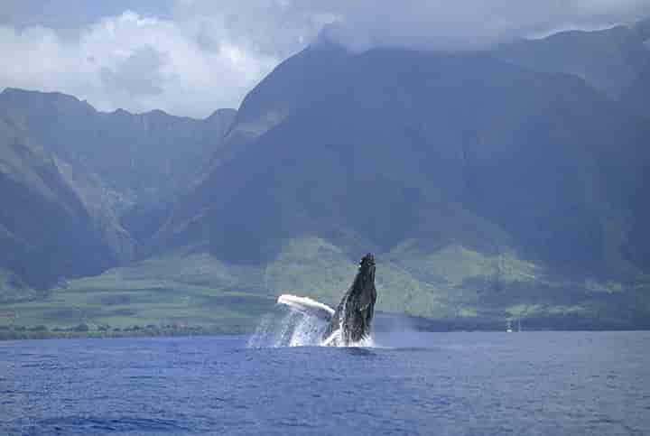 Spot a Humpback from the Shore