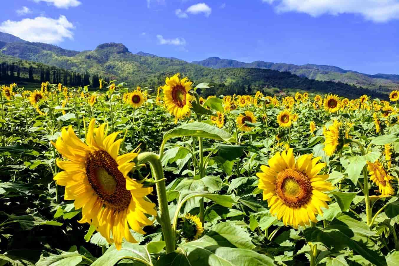 Searching for Sunflowers on Oahu’s North Shore