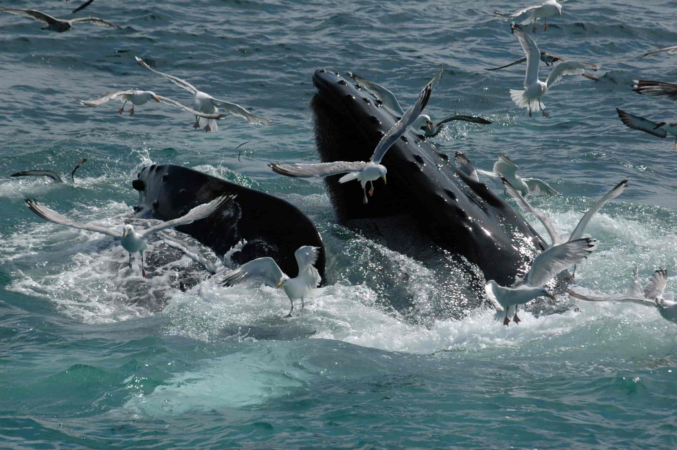 Unveiling the Giants: North Shore Whale Watching Oahu