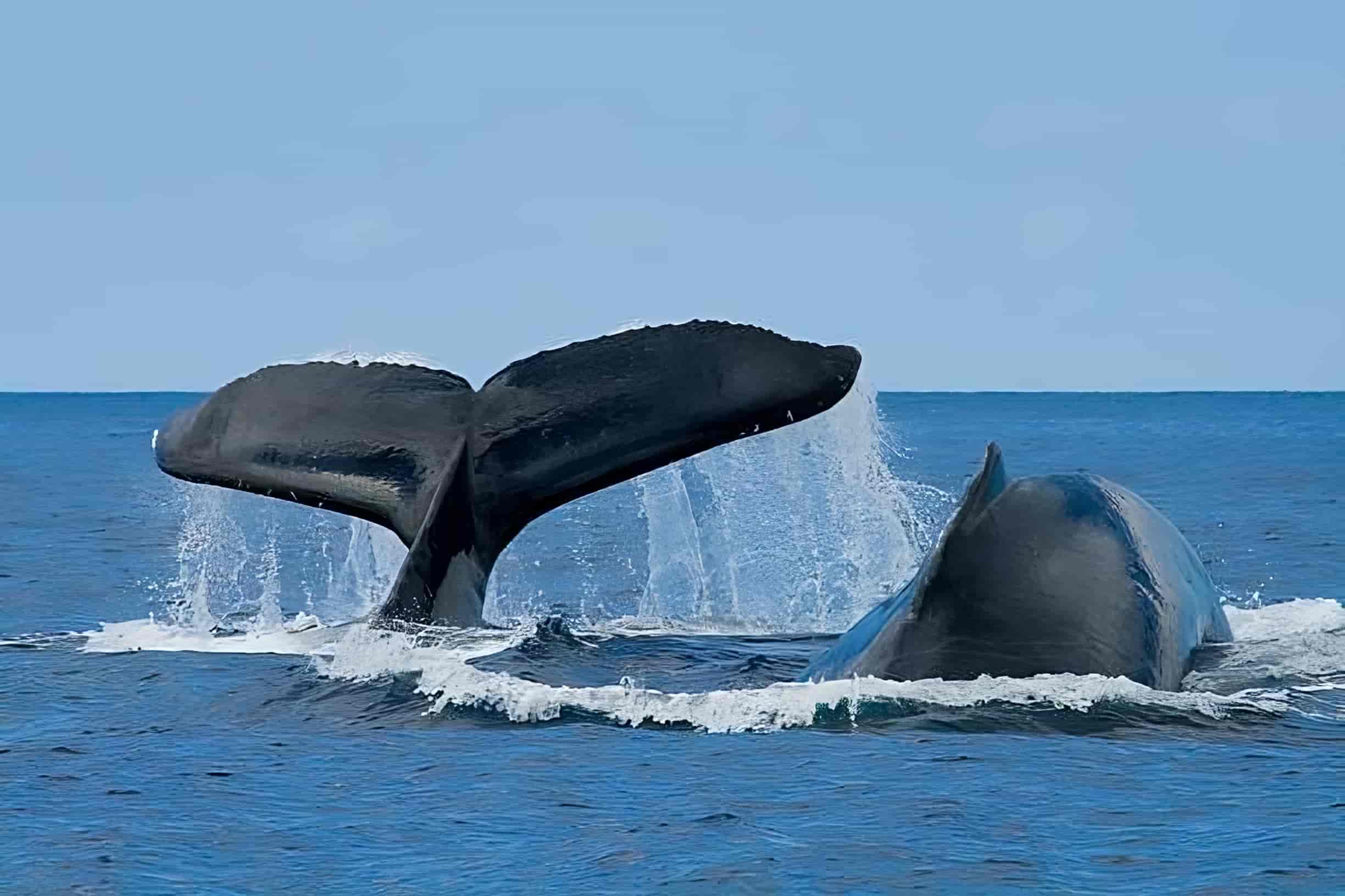 Top 10 Oahu Whale Lookouts: From Land