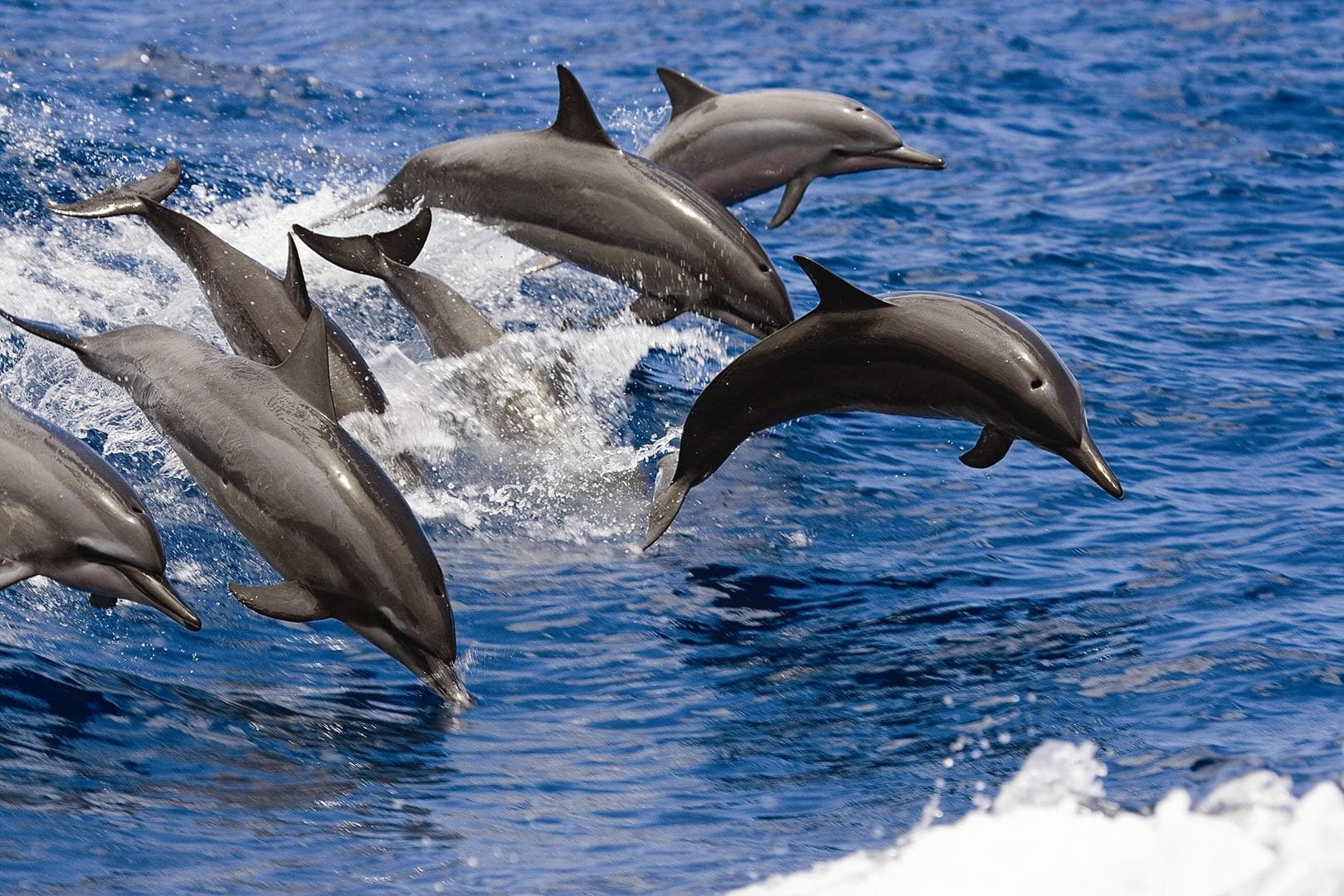 kauai dolphin adventures