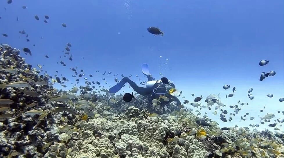 Guided Shore Dive or Refresher Dive