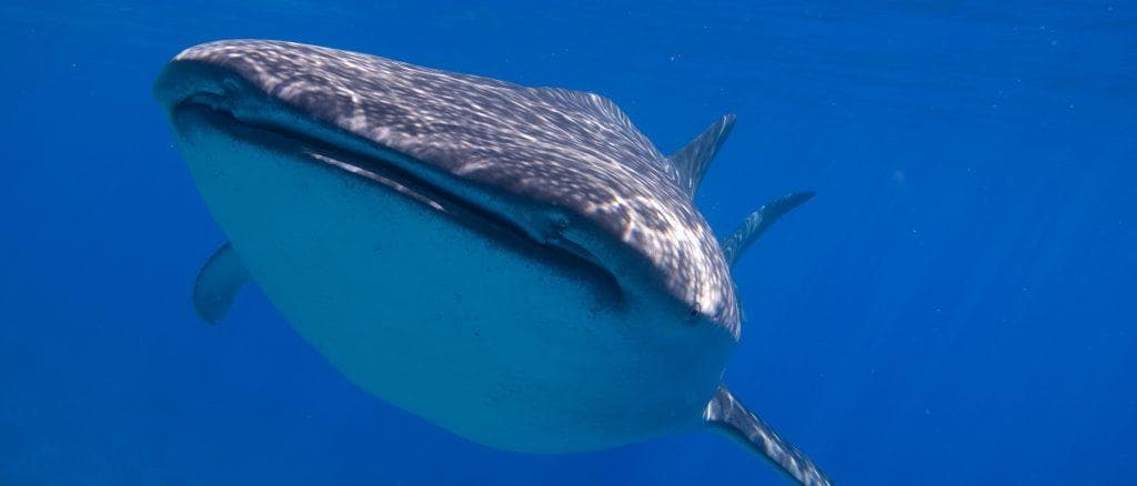 Dive Molokini Crater