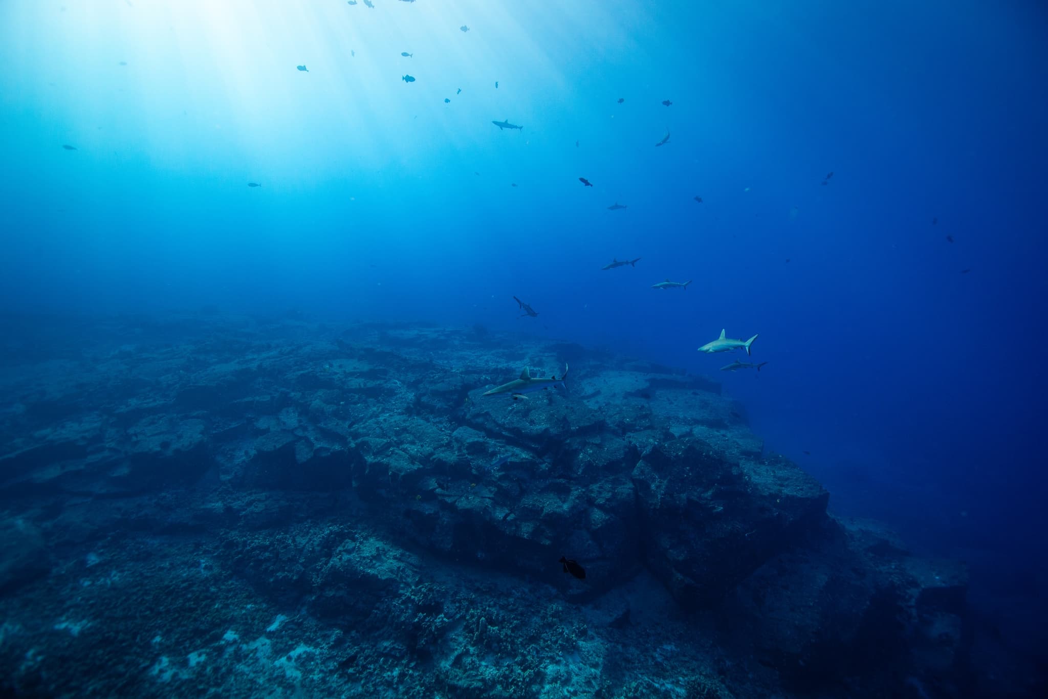 Freediving Expedition