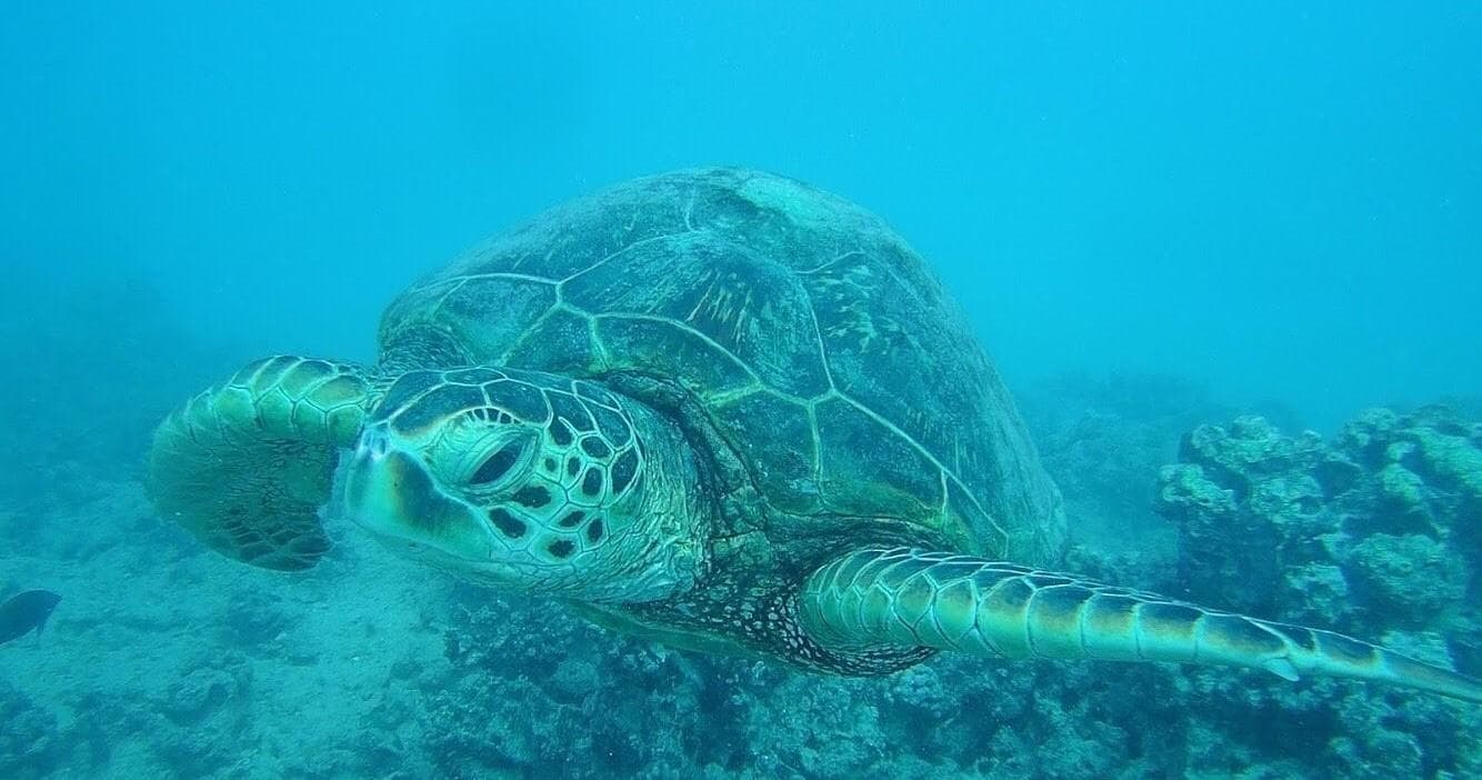 2 Hour Snorkel with Turtles + Water Scooter + Paddleboard