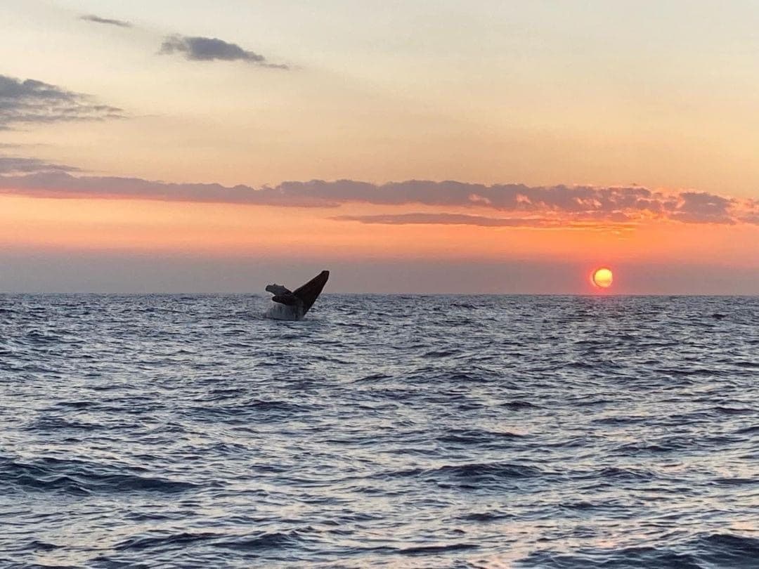 Sunset Bite Escape - 31' Innovator