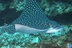 Ahukini Ocean Clean up