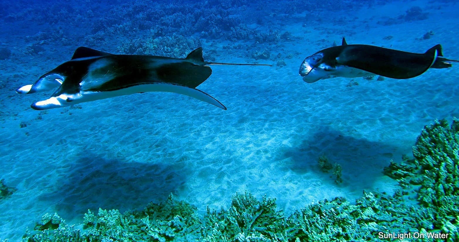 Sunset Manta Ray Snorkel