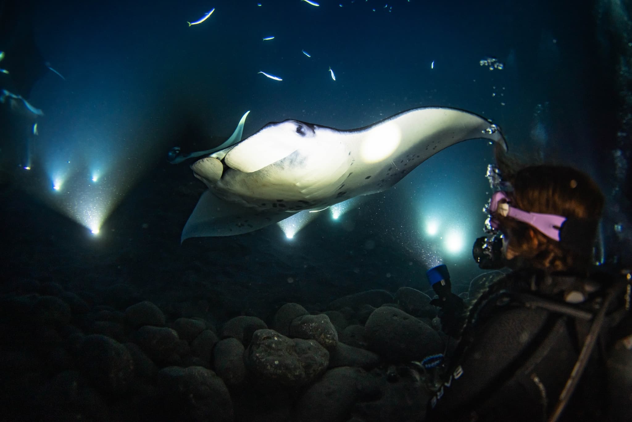 The Kona Manta Ray Night Experience: One Tank Dive or Snorkel Charter