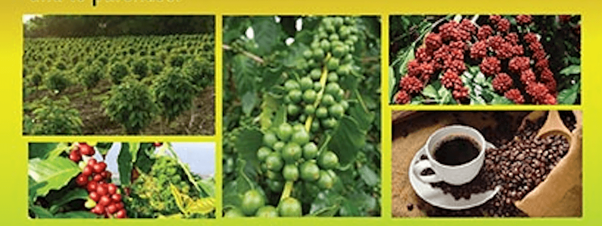 KONA - Coffee Farm Tour