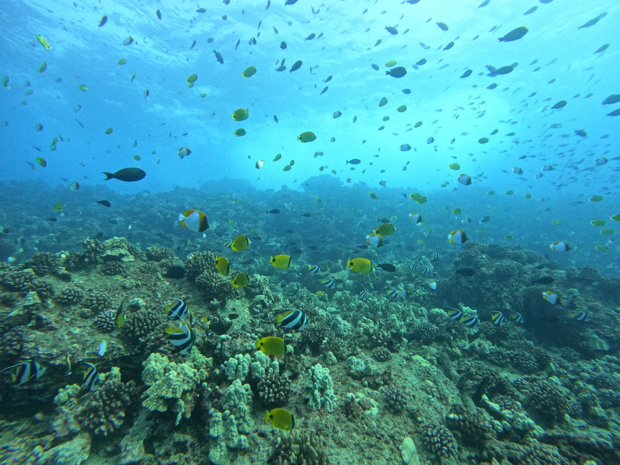 SCUBA: 2 Tank Mokuho'oniki *Private Charter*