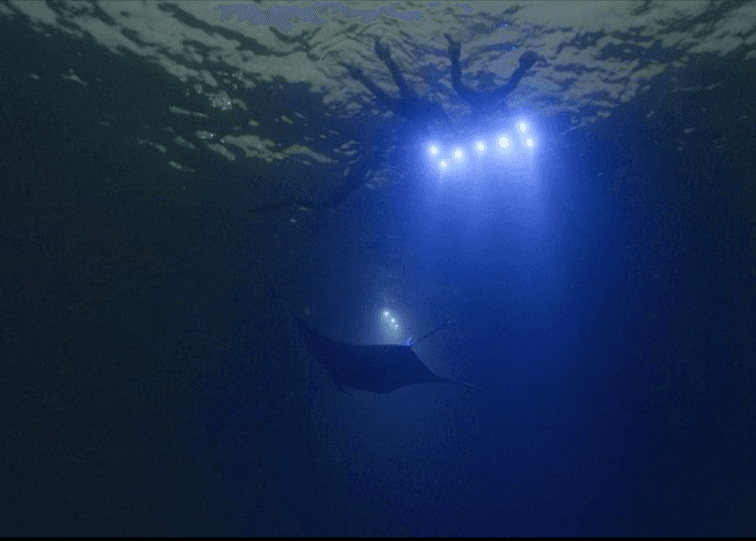 Keauhou: Snorkel The Original Manta Spot - Private Charter