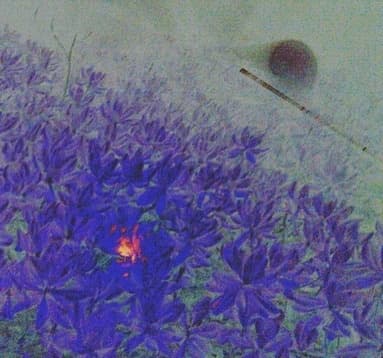 Kona Haunted Hele 👻