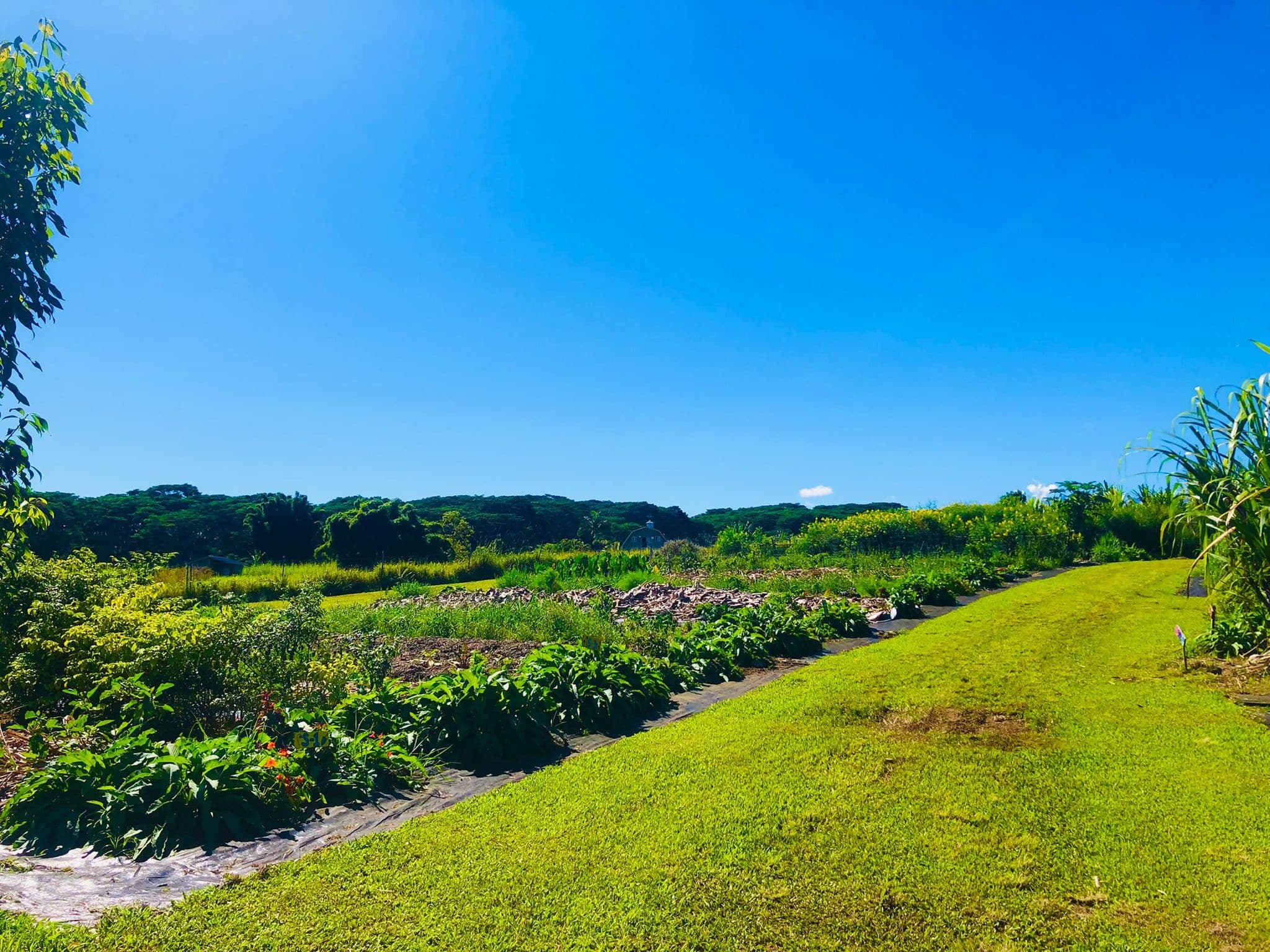 Kulaniapia Farm Tour