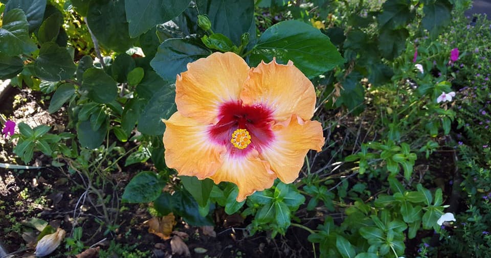 Half-Day Hana Tour In Your Rental Car