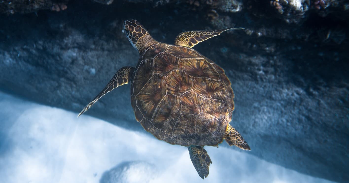 Shallow Reef Boat Dive