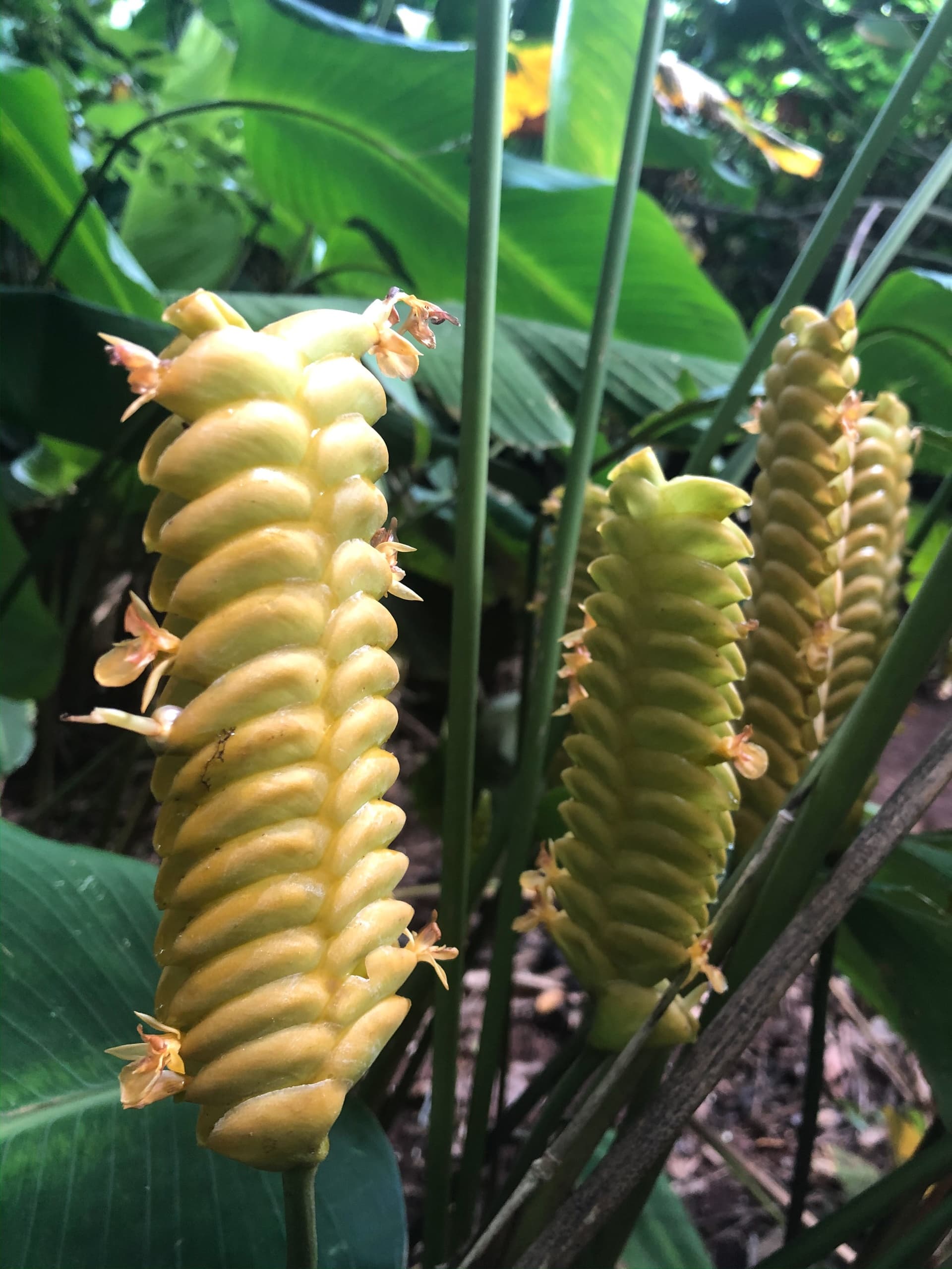 Ko’olau Waterfall Hike