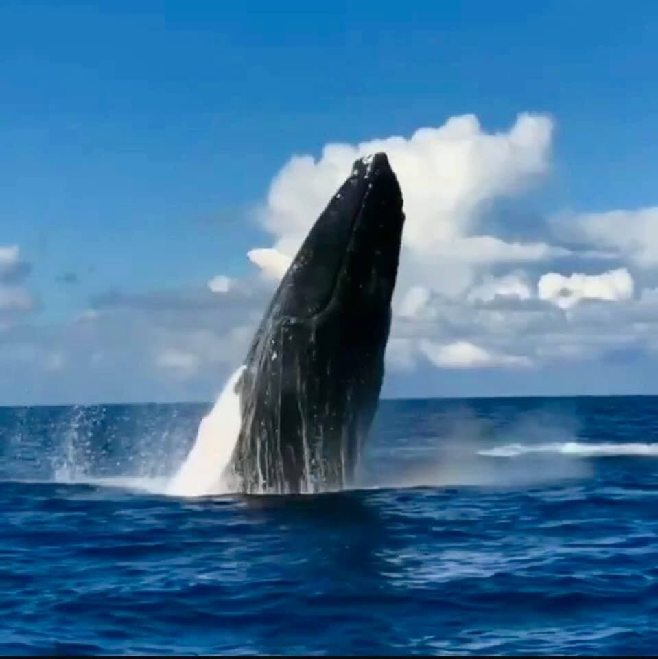 Royal Humpback Whale Experience