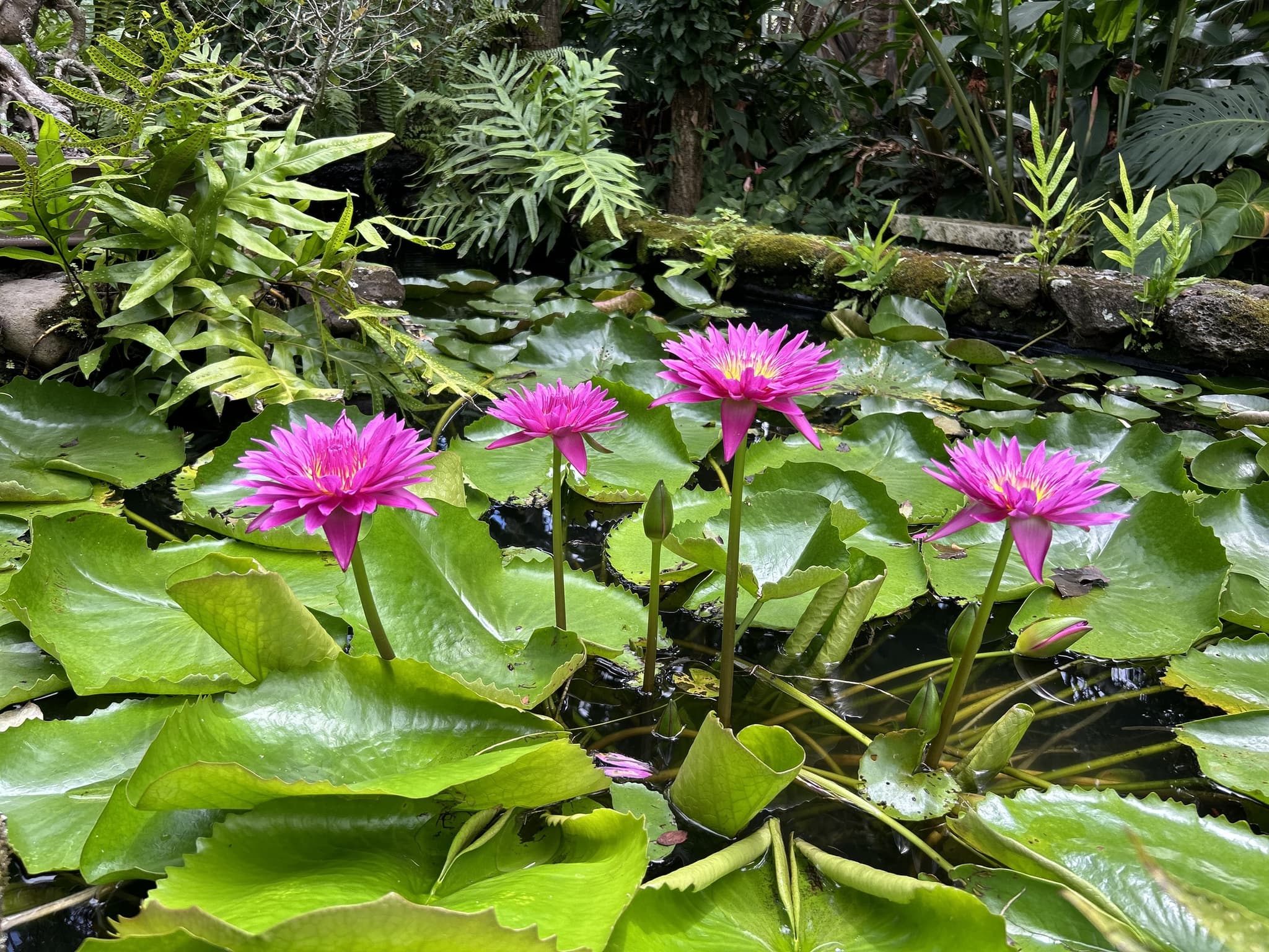 Forest Bathing in an Artistʻs Garden