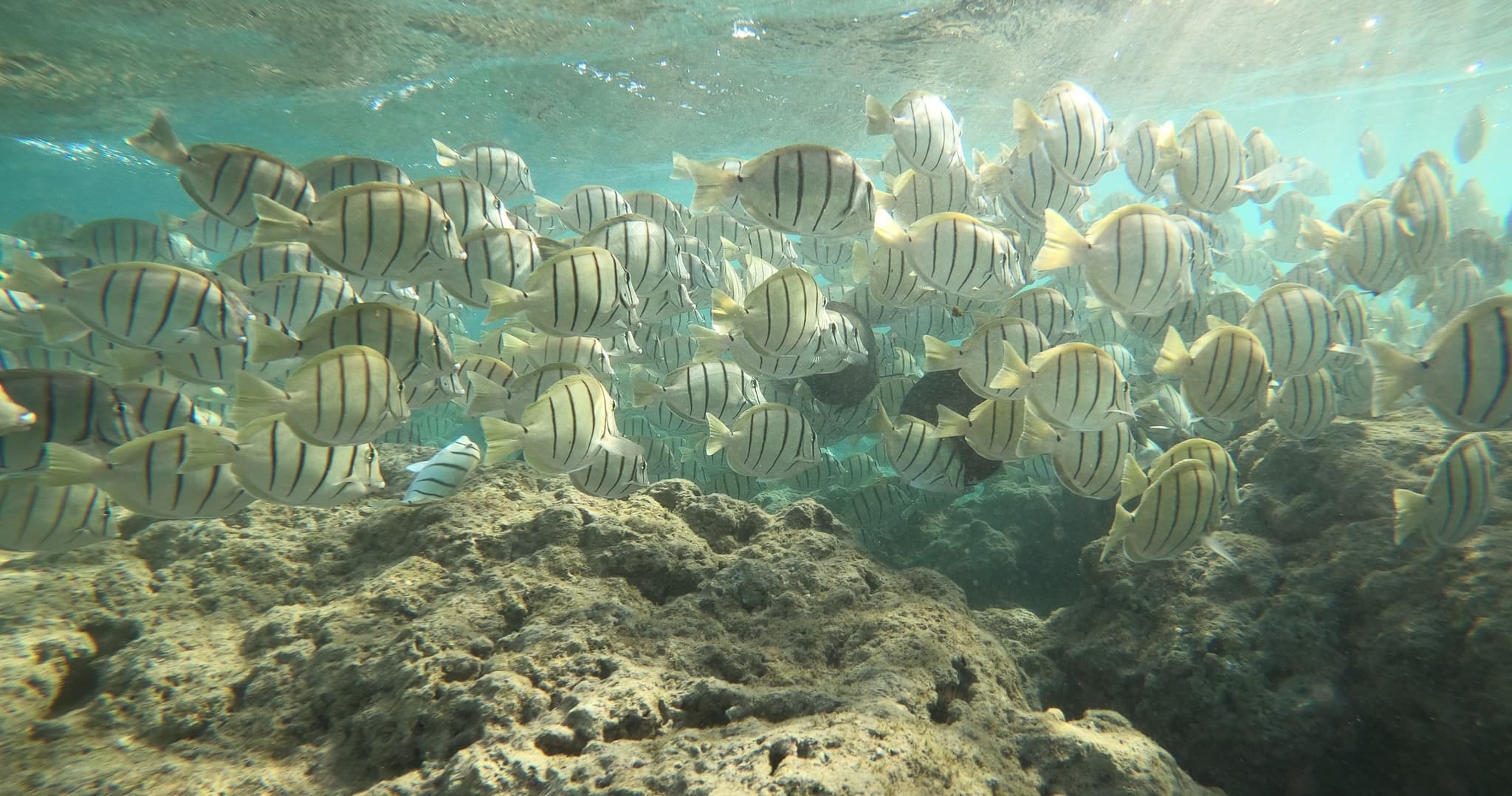 ハナウマ湾シュノーケリングツアー