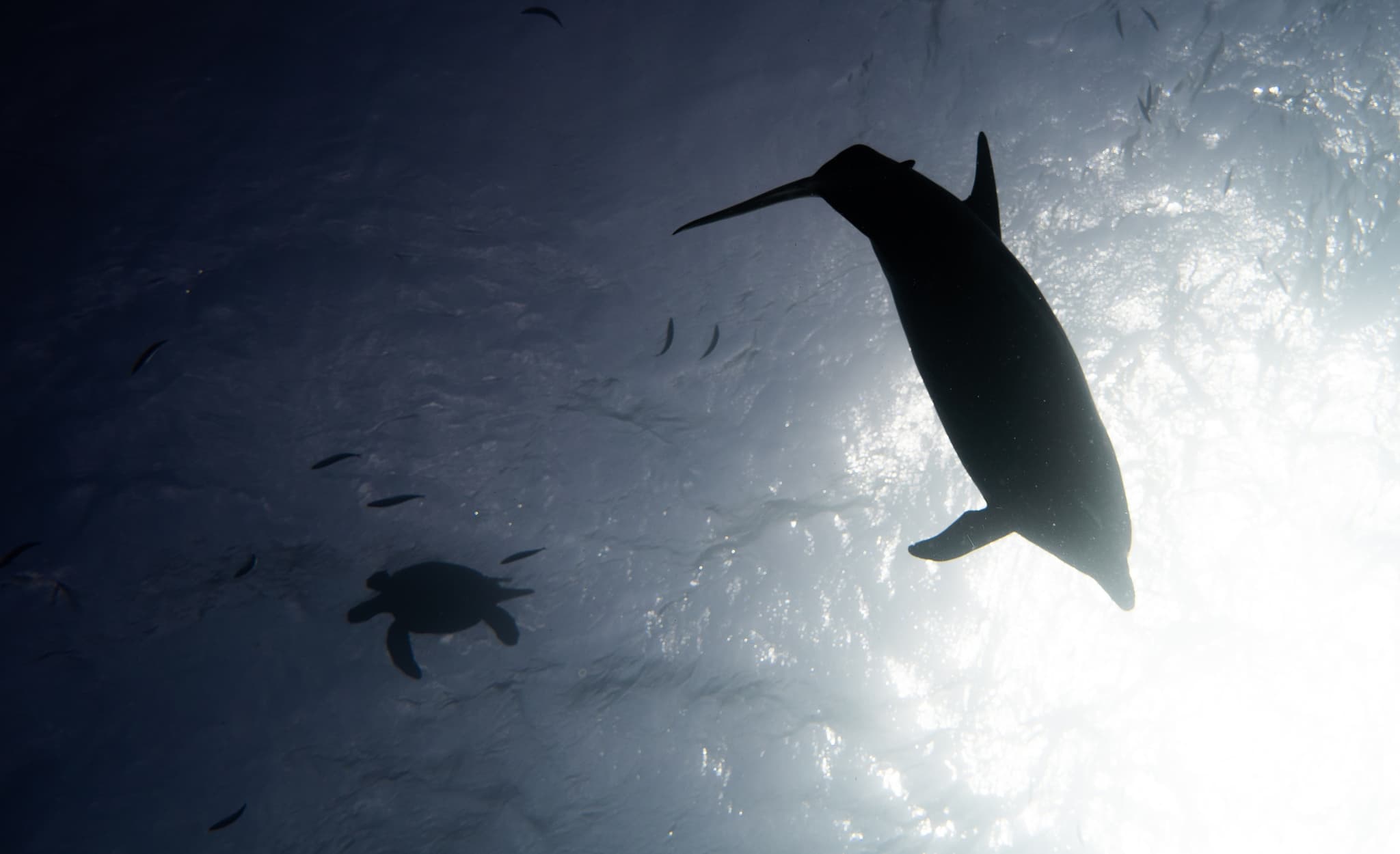 2 Tank Shallow Reef Private Boat Scuba Dive Experiences!