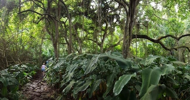 Ko’olau Waterfall Hike