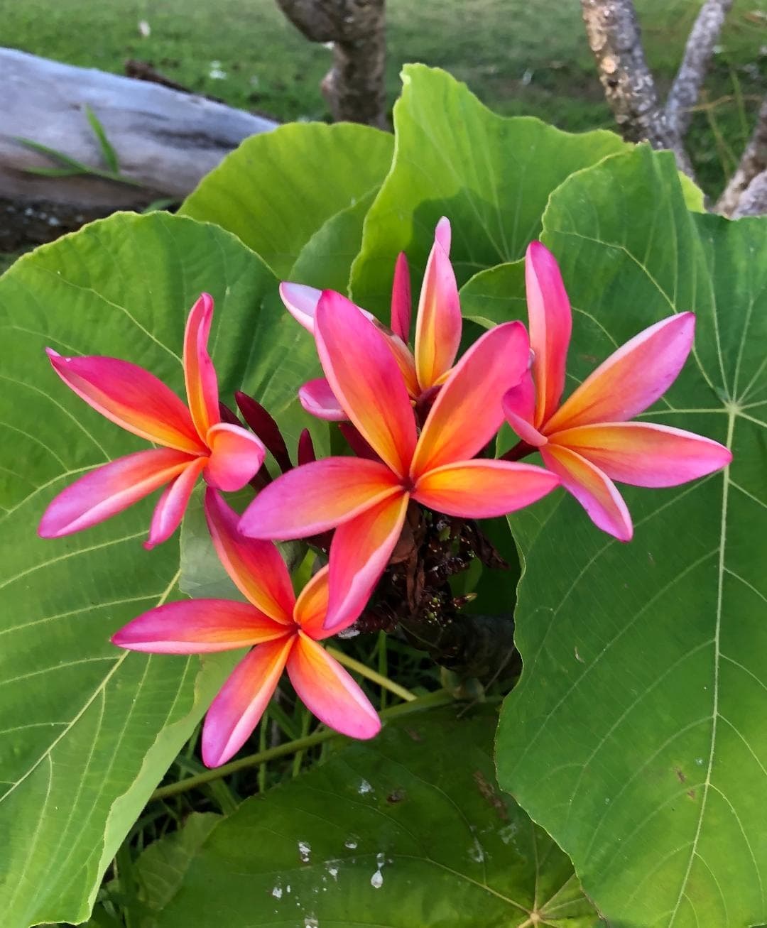 Private Waimea Canyon and Kauai's South Shore Tour