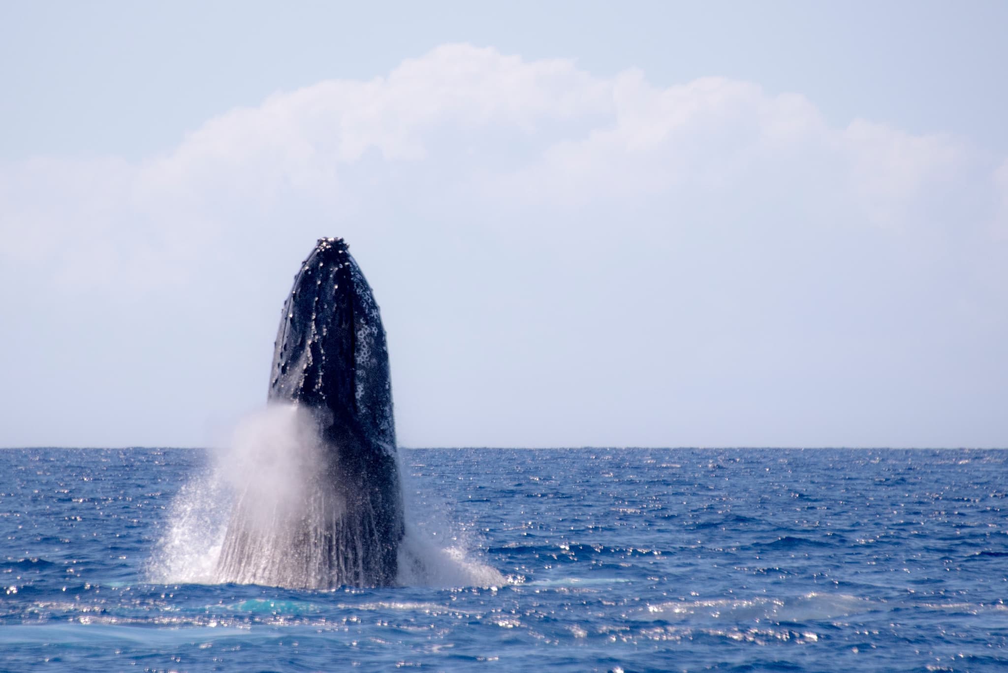 Waikiki Whale Watch