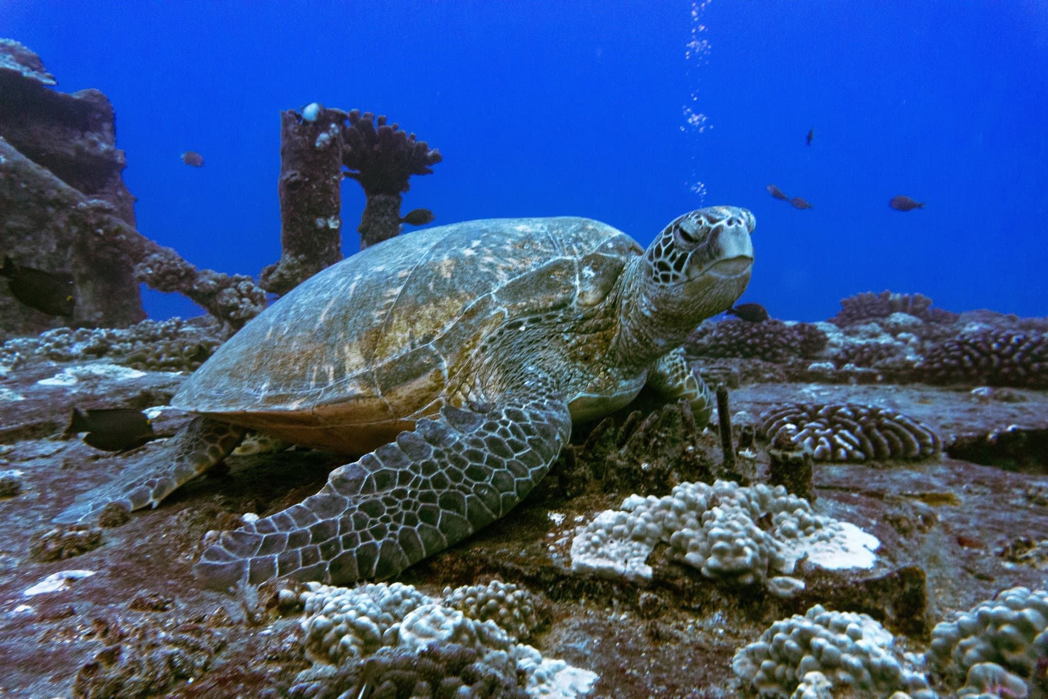 Ultimate 3 Tank Dive