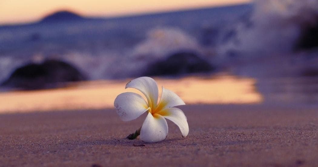 Full-Day West Maui & Half Way to Hana