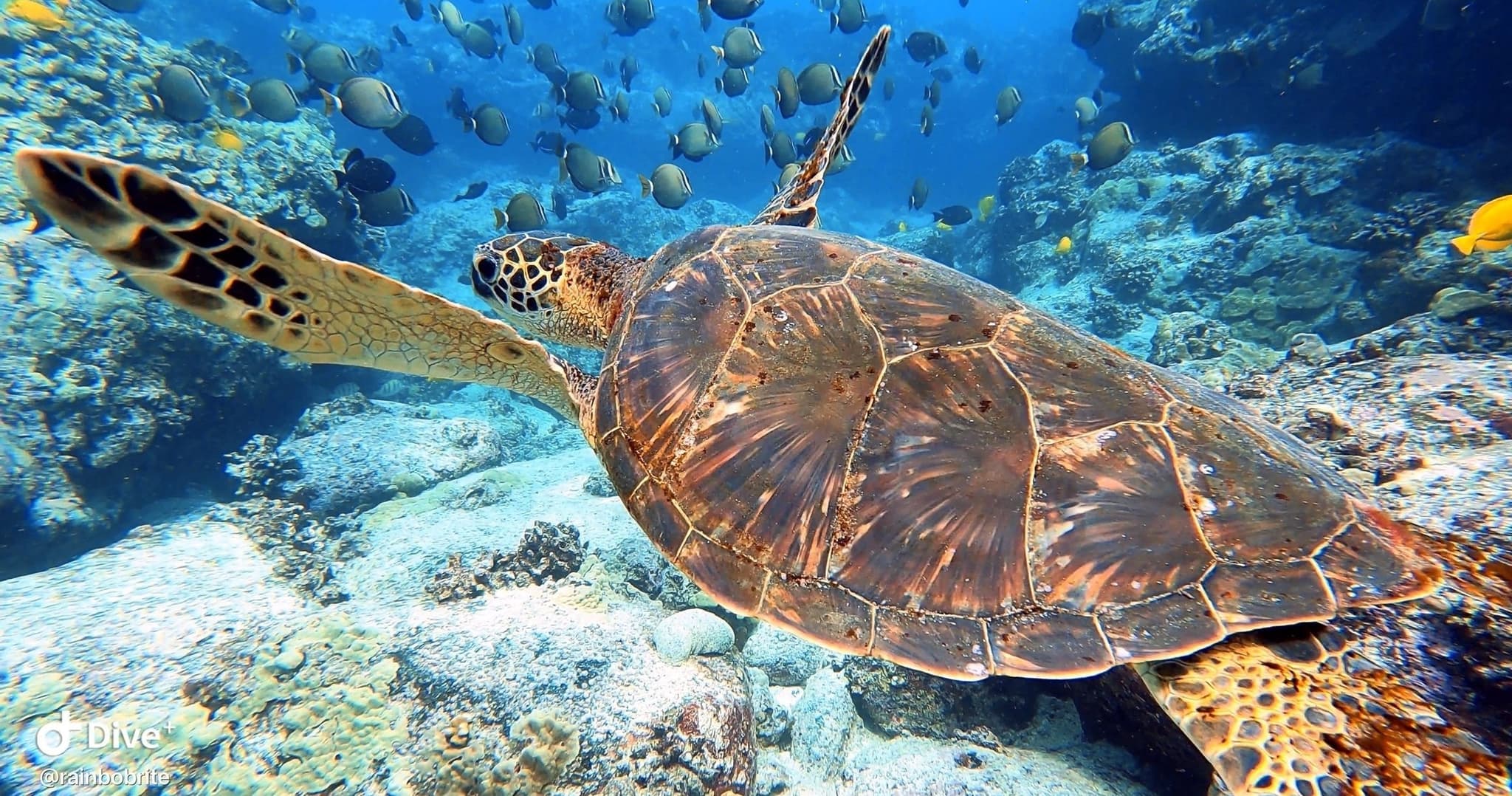 Kealakekua Bay Snorkel