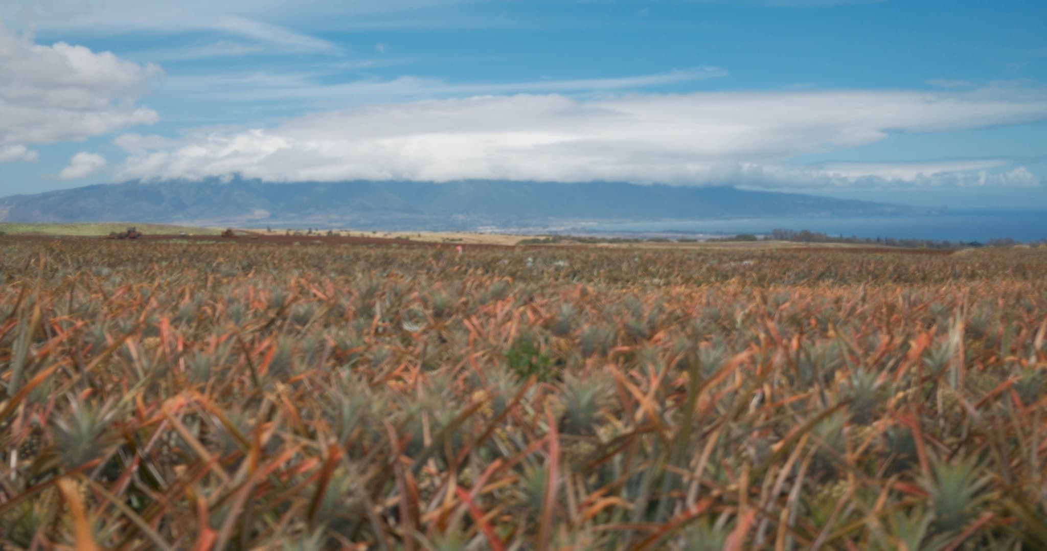 Maui Pineapple Tour: The Planting Experience
