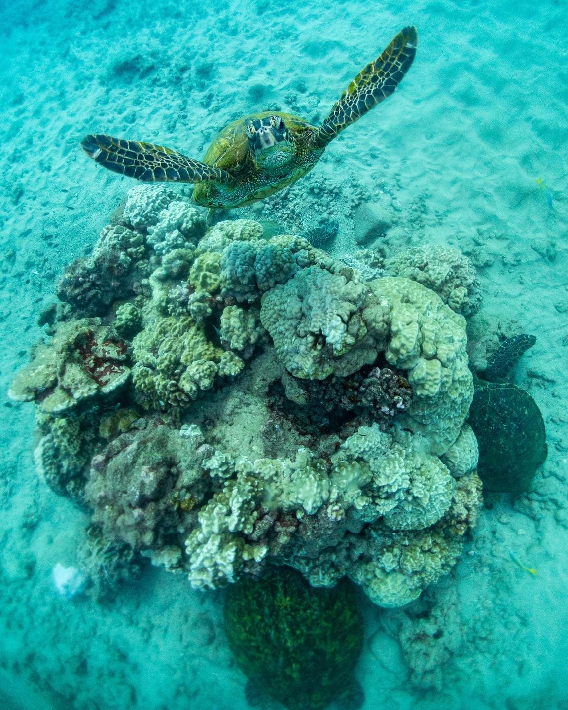 2-Tank Discover SCUBA - Koloa Landing