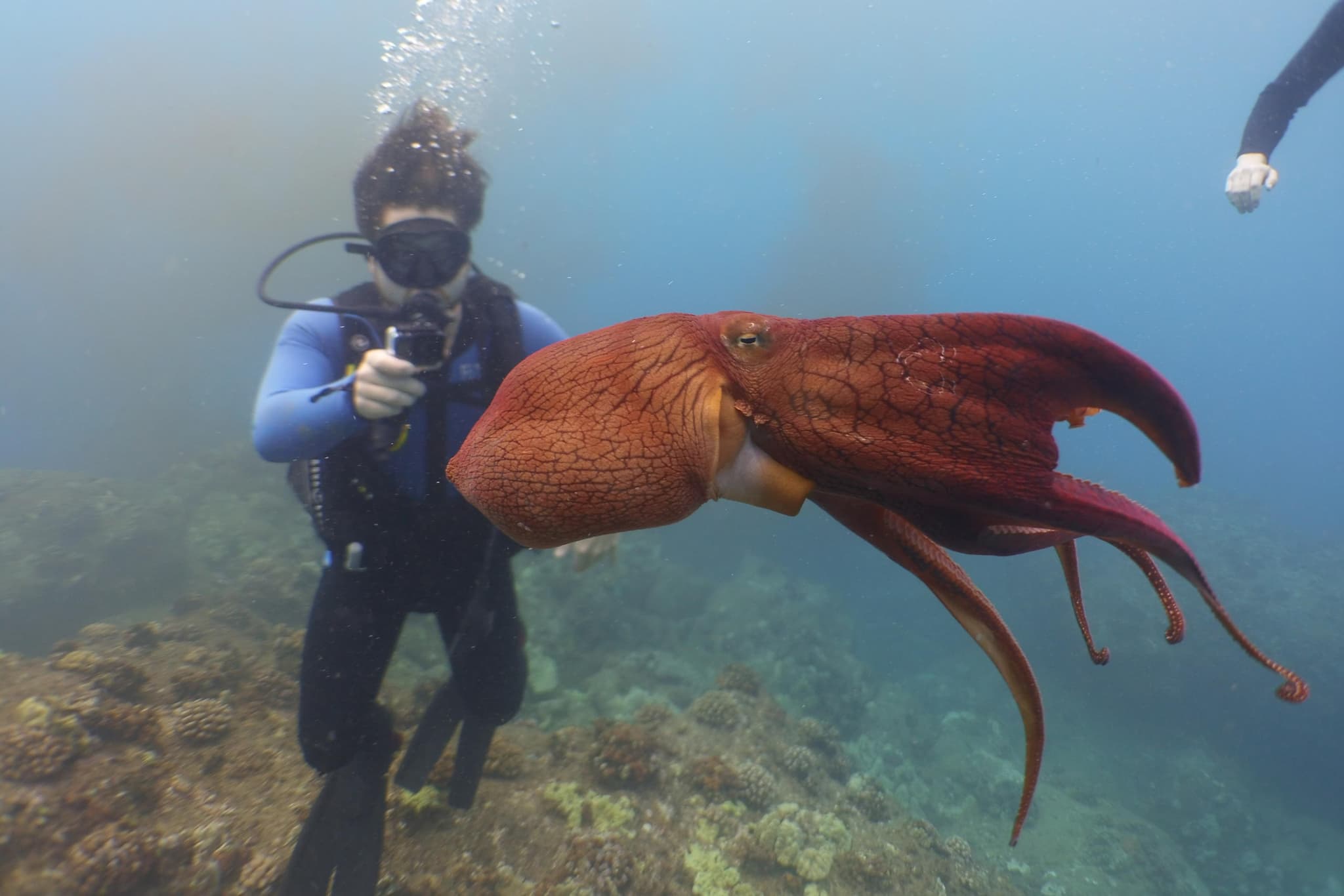 2 Tank Shallow Reef Boat Dives - Waikiki