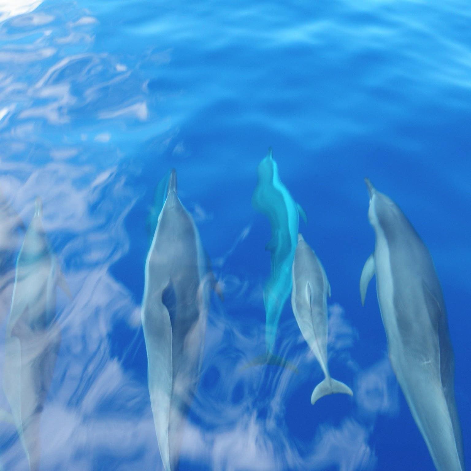 2 Hour Eye-Level Dolphin Watch Sightsee Eco-Raft Tour