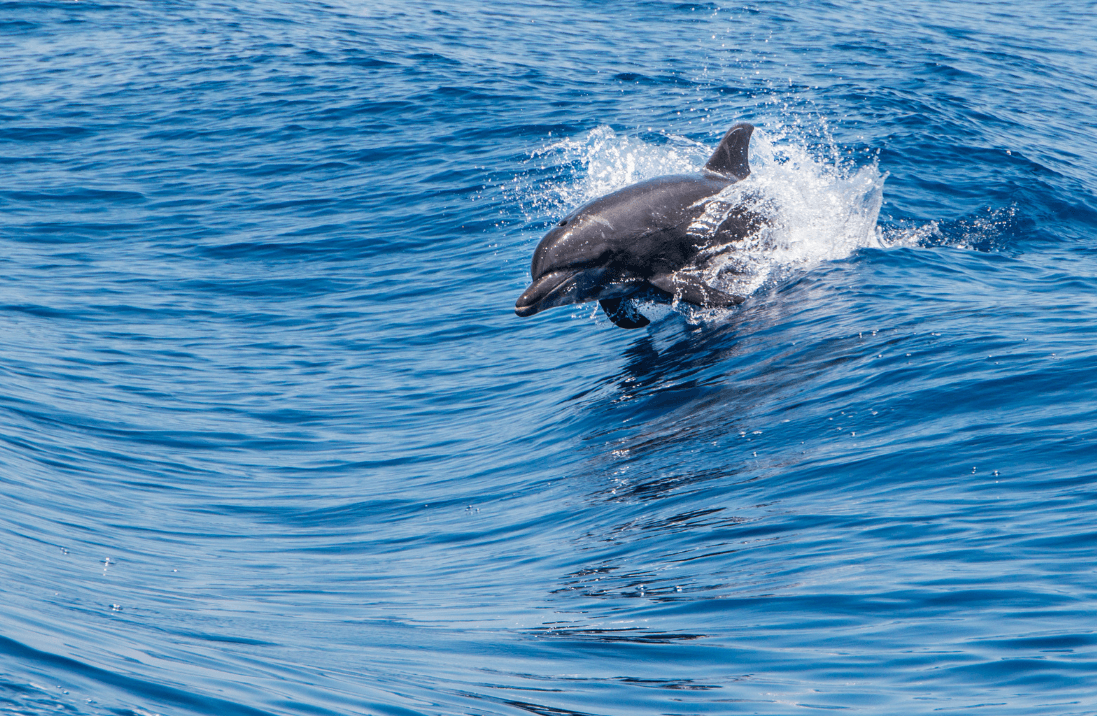 Coastal Wildlife Adventure Whale watch + Reef Snorkel