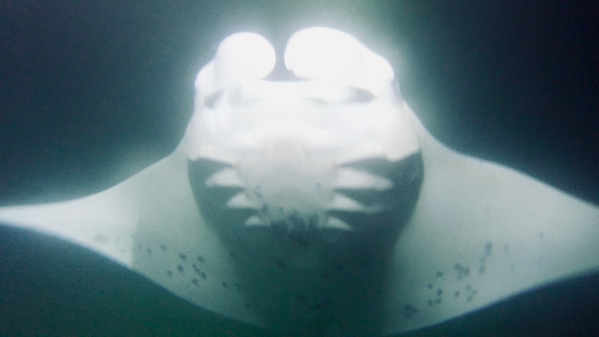 Manta Ray Experience Private Boat