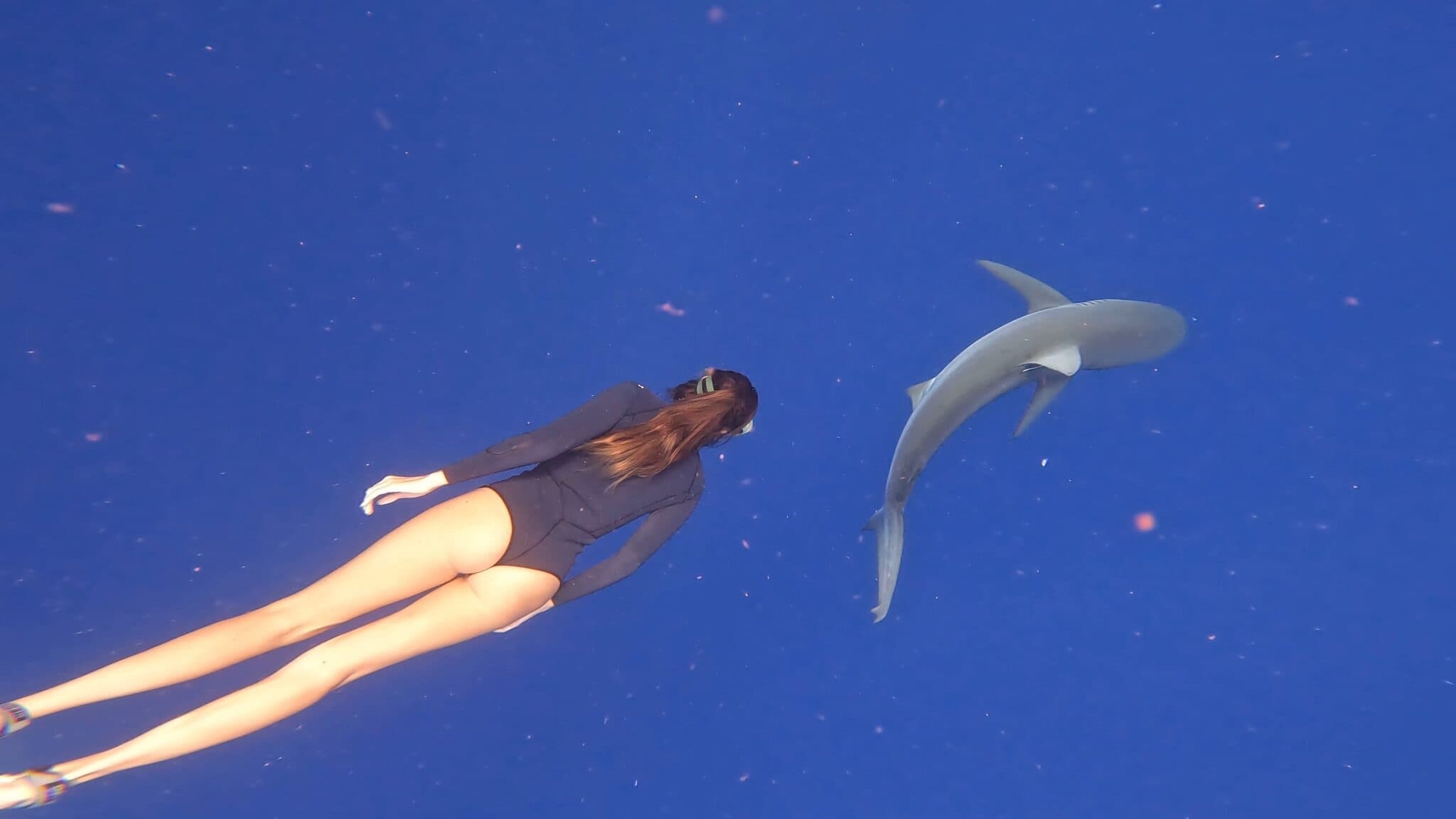 Cage-free Shark Tour