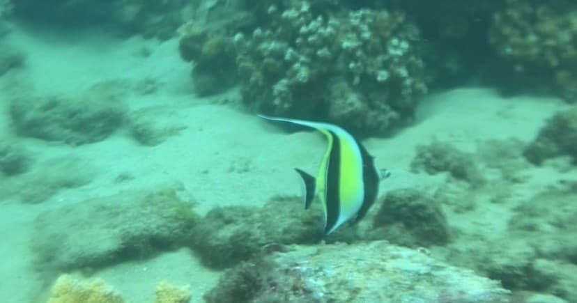 We Go! Guided Eco Snorkeling Adventure