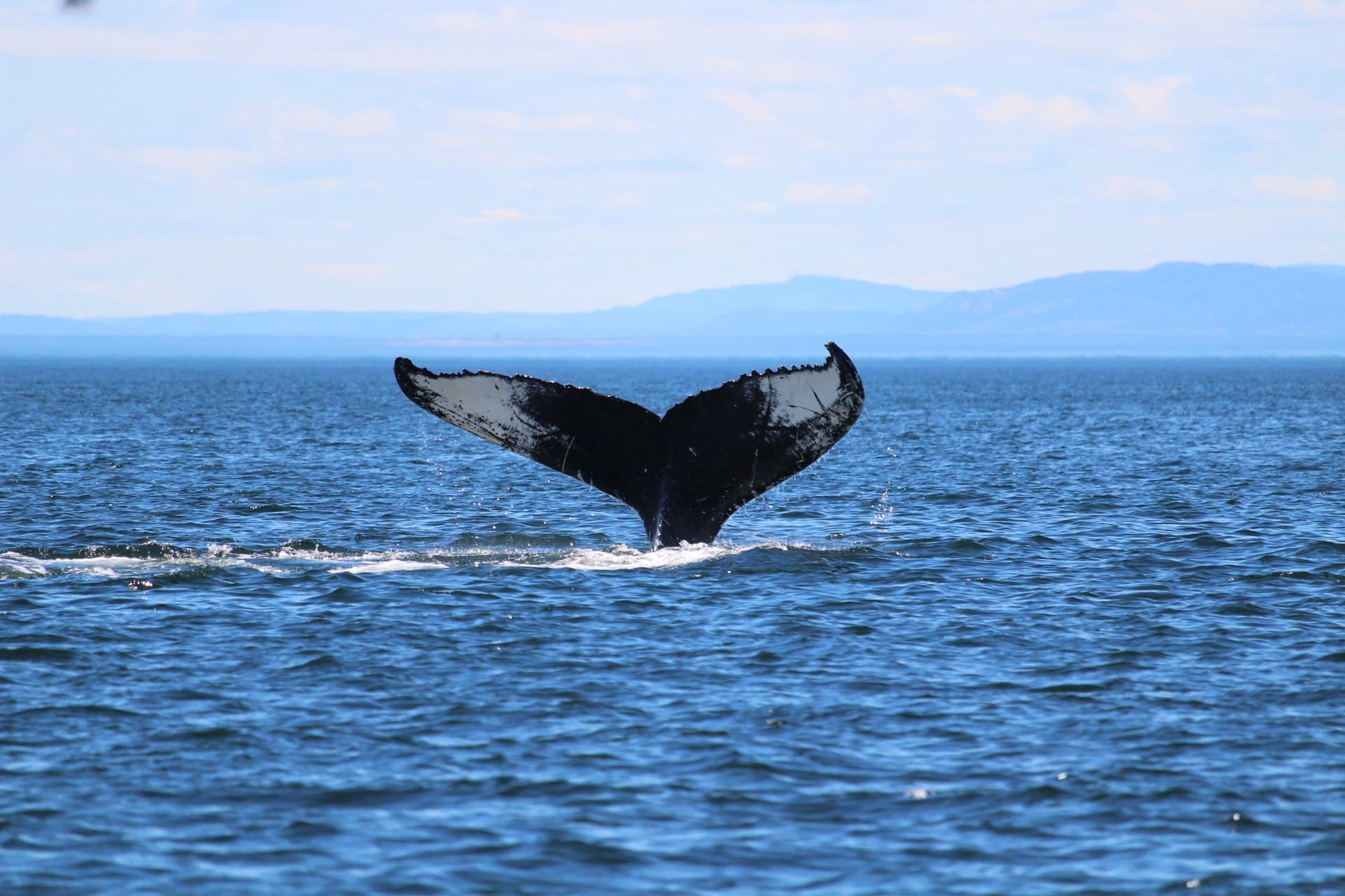 Whale Watching Cruise