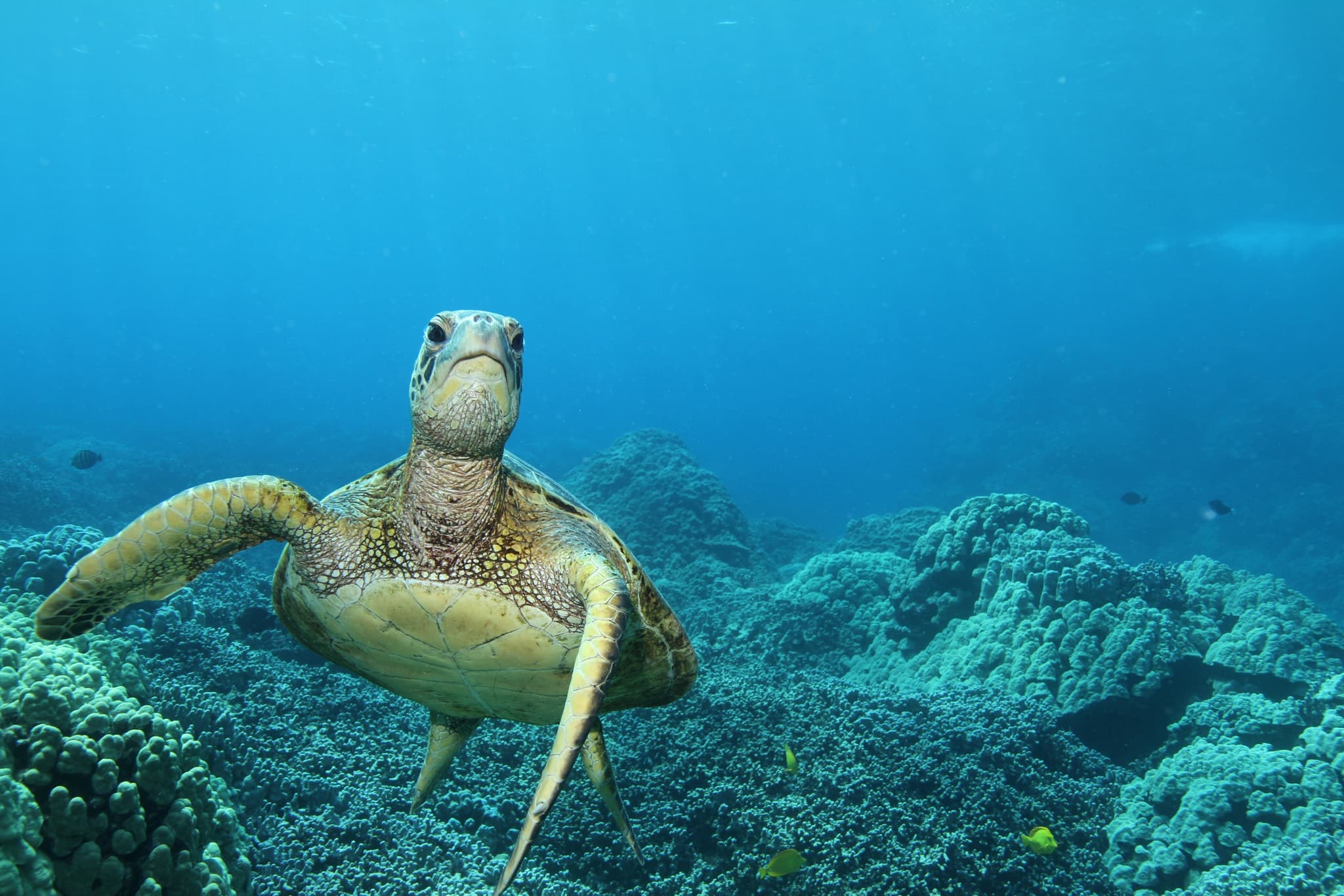Kealakekua Bay (Captain Cook Monument) Snorkel