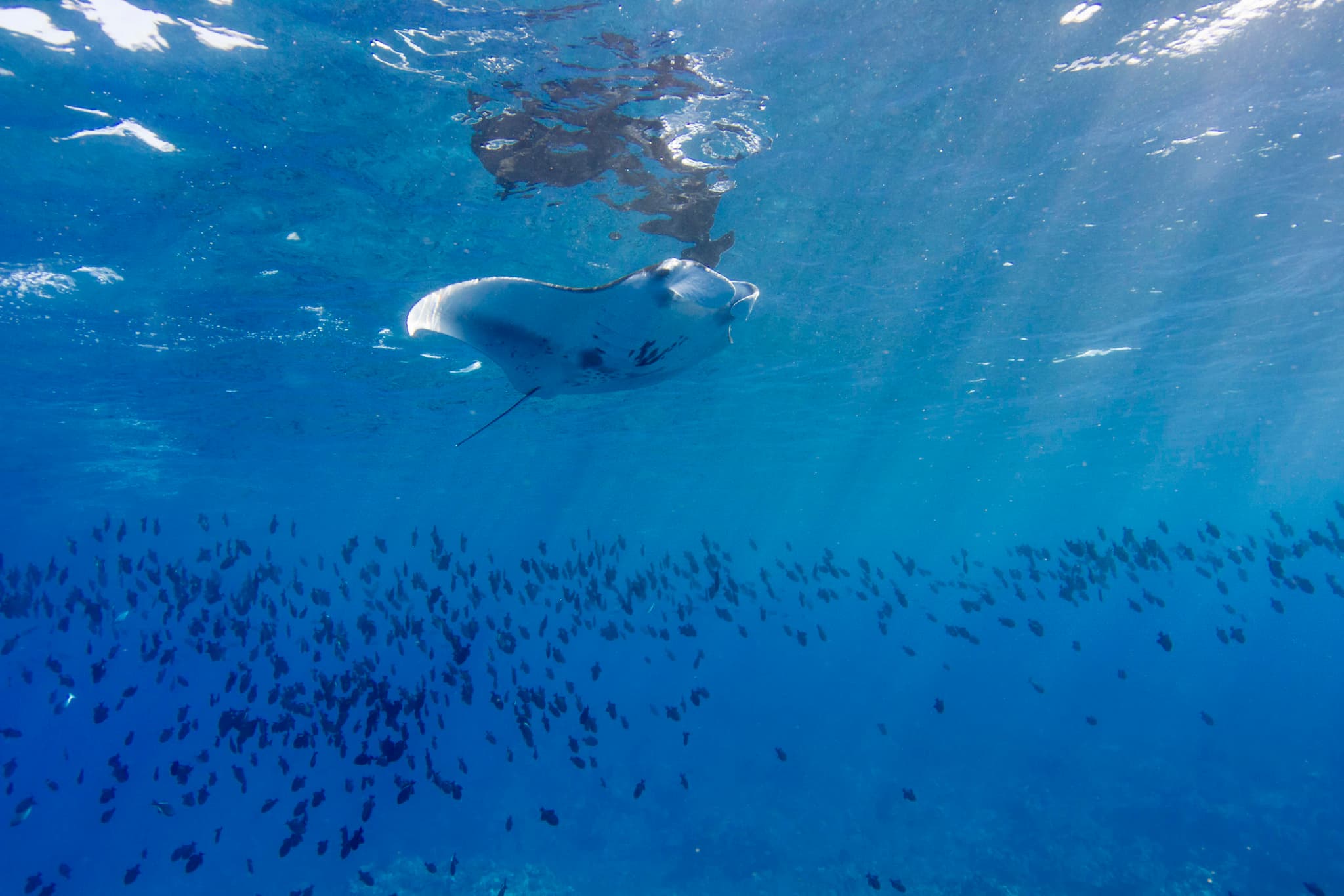 Daytime Manta Encounter and Whale Watch