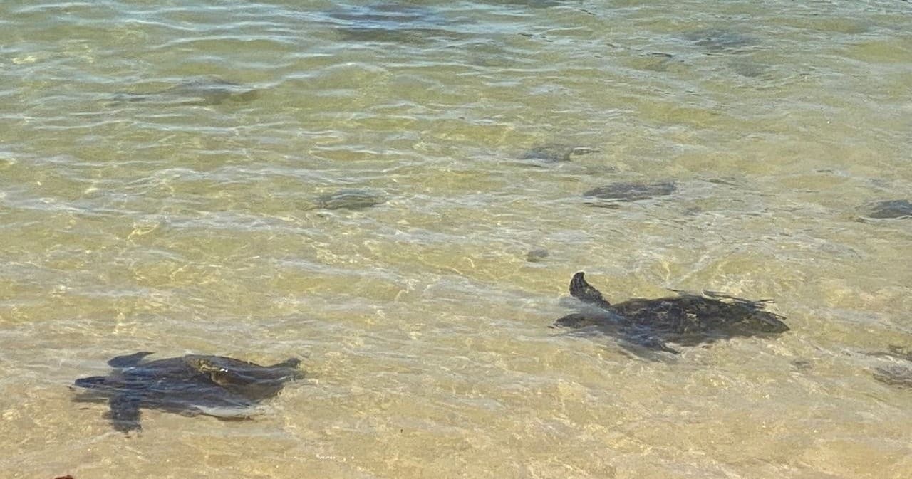 Private Island Tours and Charters