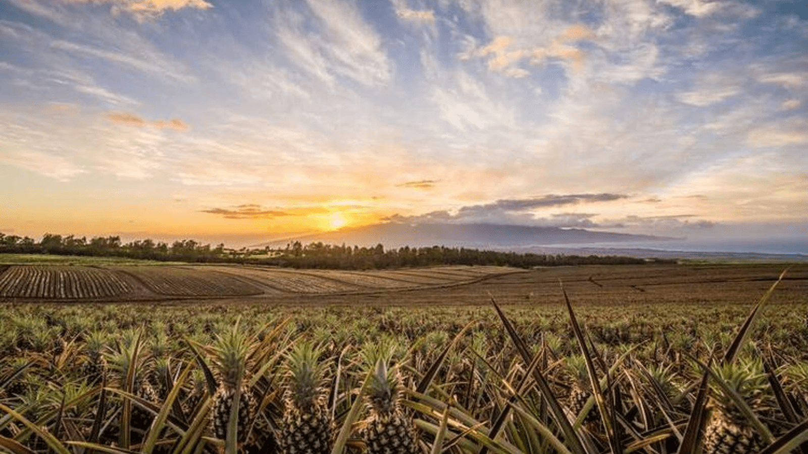 Maui Pineapple Tour: Farm & Feast Experience