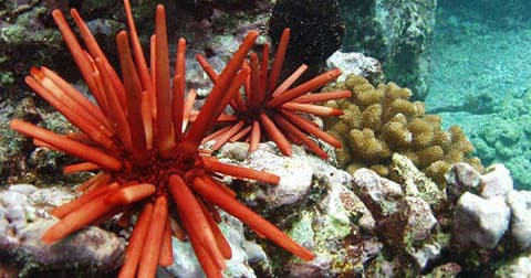 Kona Snorkeling – Beat the Crowd Tour