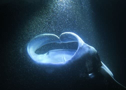 Sunset, Mantas, and Stargazing Private Charter