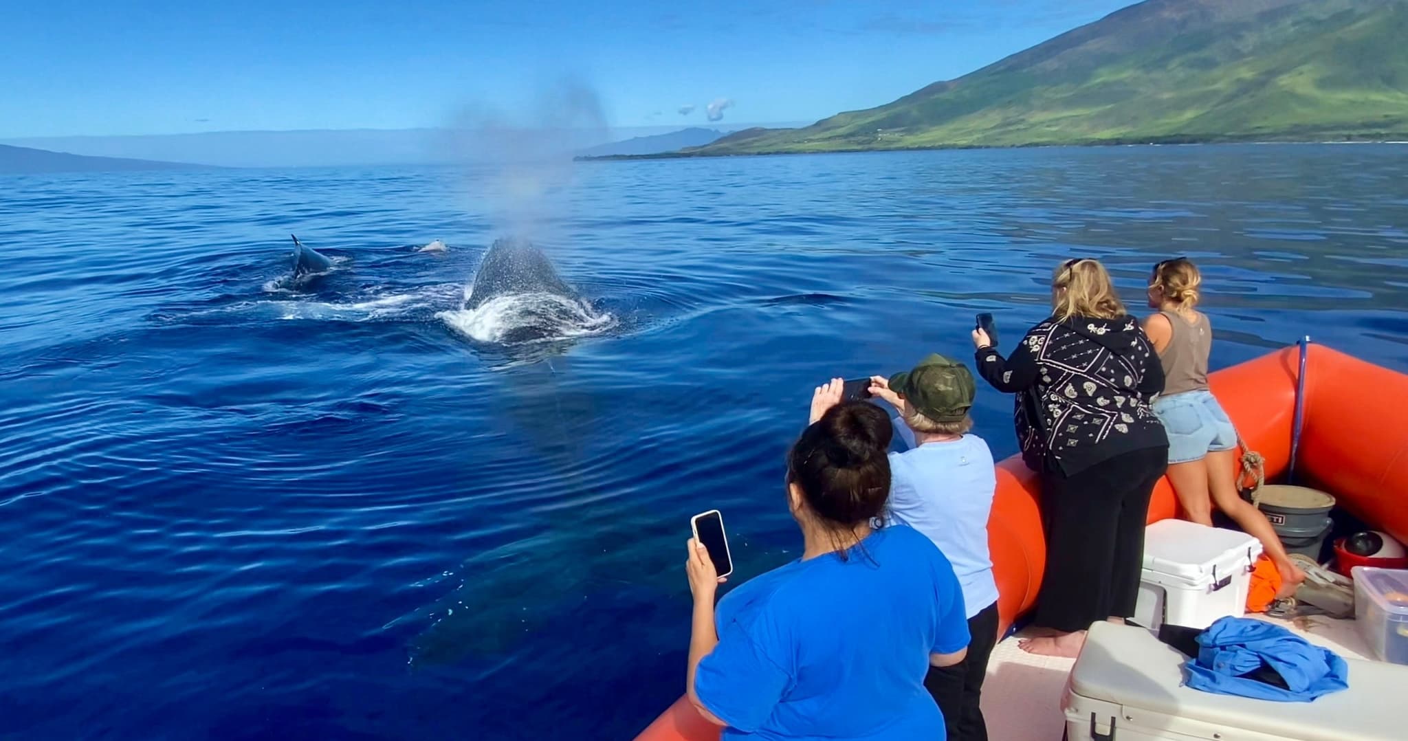 Premier Whale Watch *Private Charter*